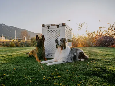 Pet products